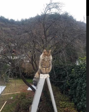 铁骨霍勒迪带队力挽狂澜,山西终结篮网连胜神话