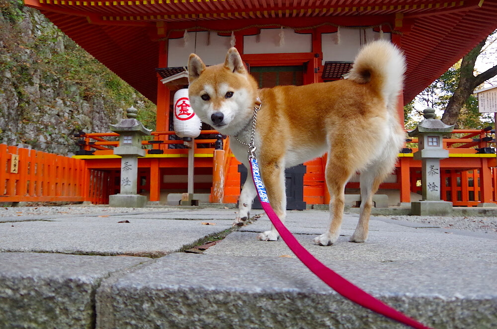 冰与火的交响,辽宁翻盘之夜,爱德华兹主宰焦点之战