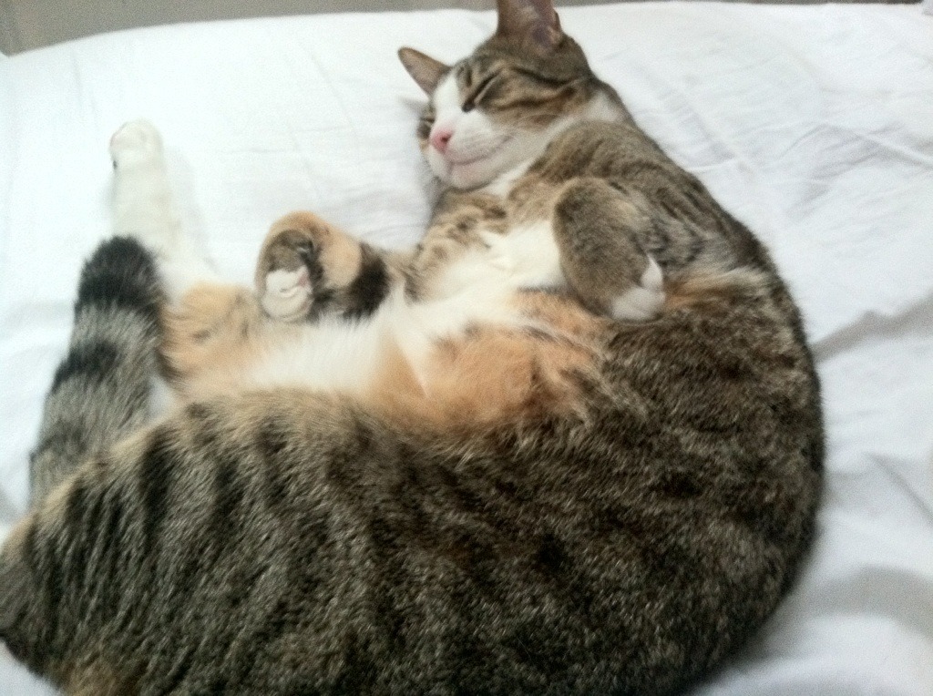 破茧成蝶，广东队跨越大洋的抢七奇迹