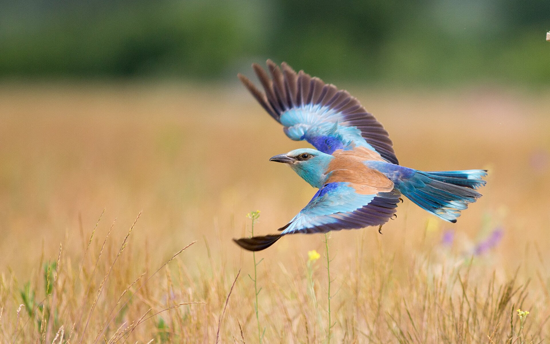东道主魔咒的终结,卡塔尔碾压厄瓜多尔,格列兹曼上演冠军级独角戏
