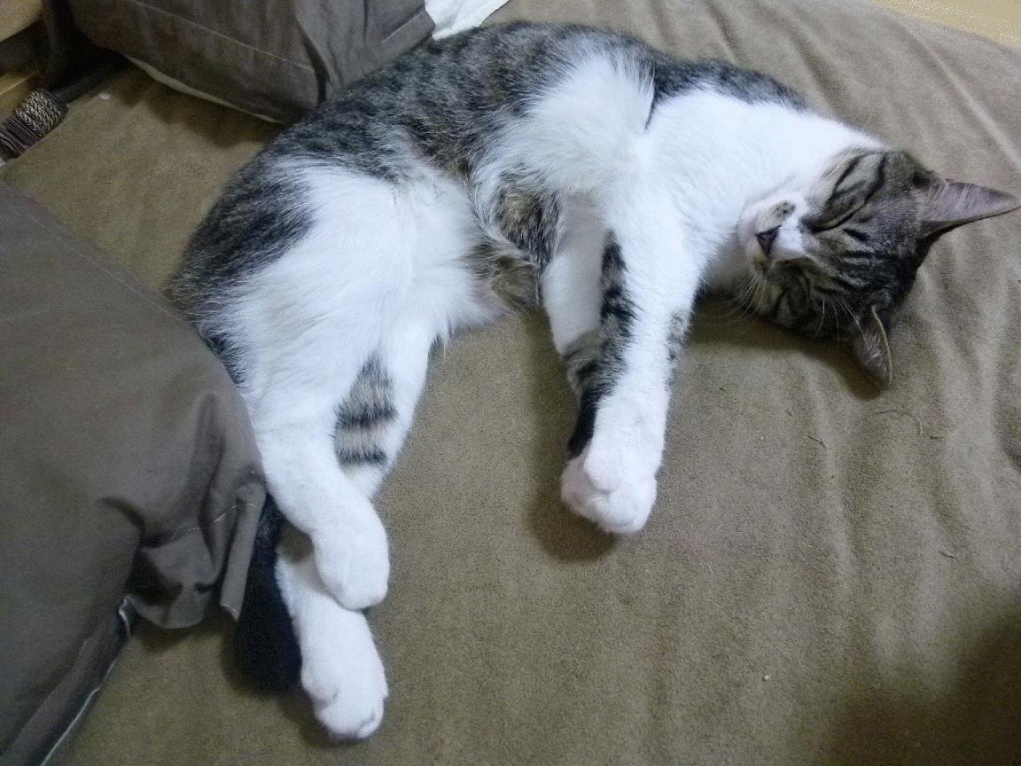 猛龙西亚卡姆43分惊魂夜,快船残阵闯关暴露争冠隐忧