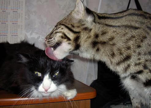 当国家队遇上俱乐部,萨拉赫在穿越对决中定义伟大