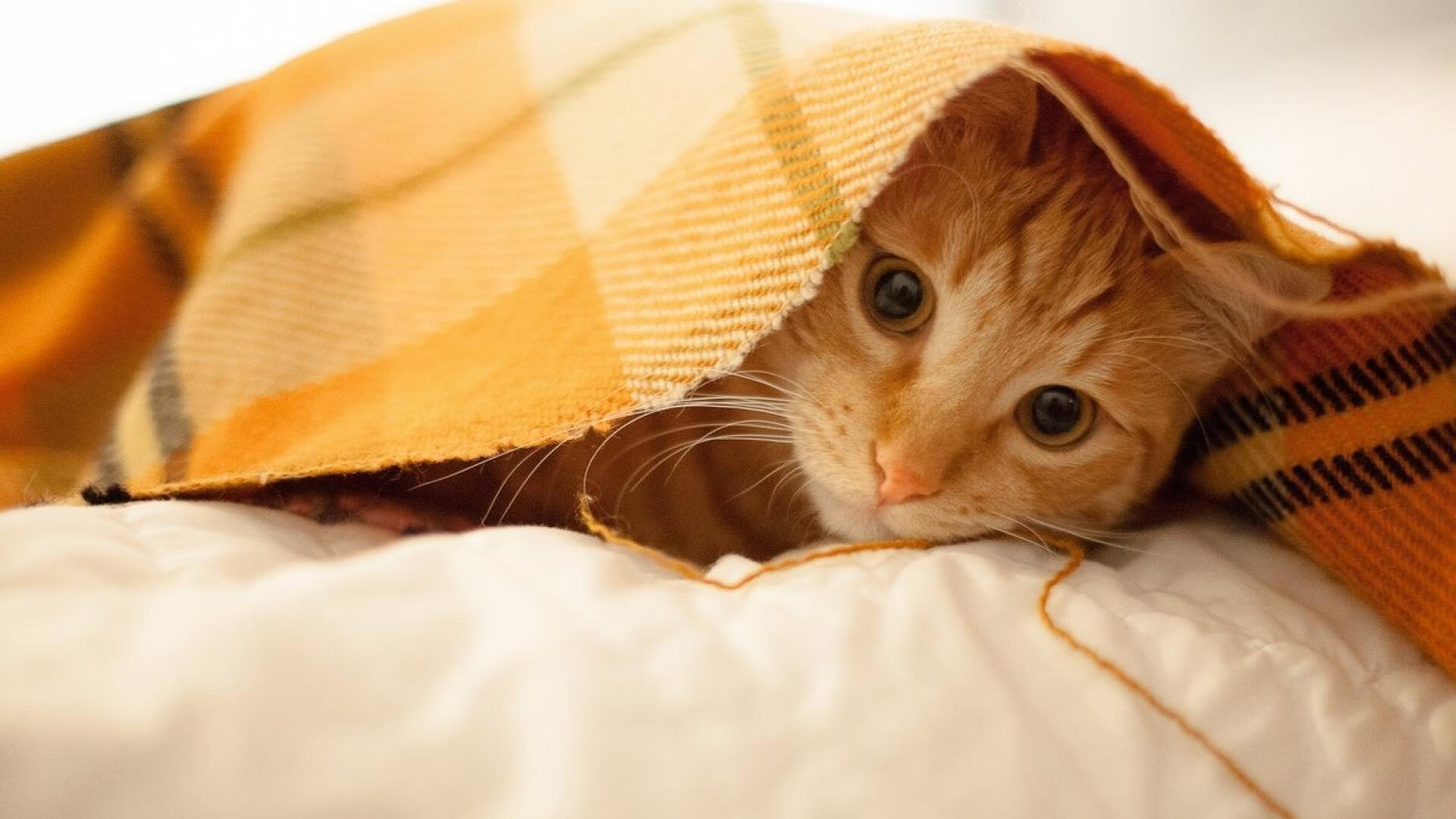 一剑封喉！利拉德终场绝杀，广厦险胜浙江抢占争冠天王山