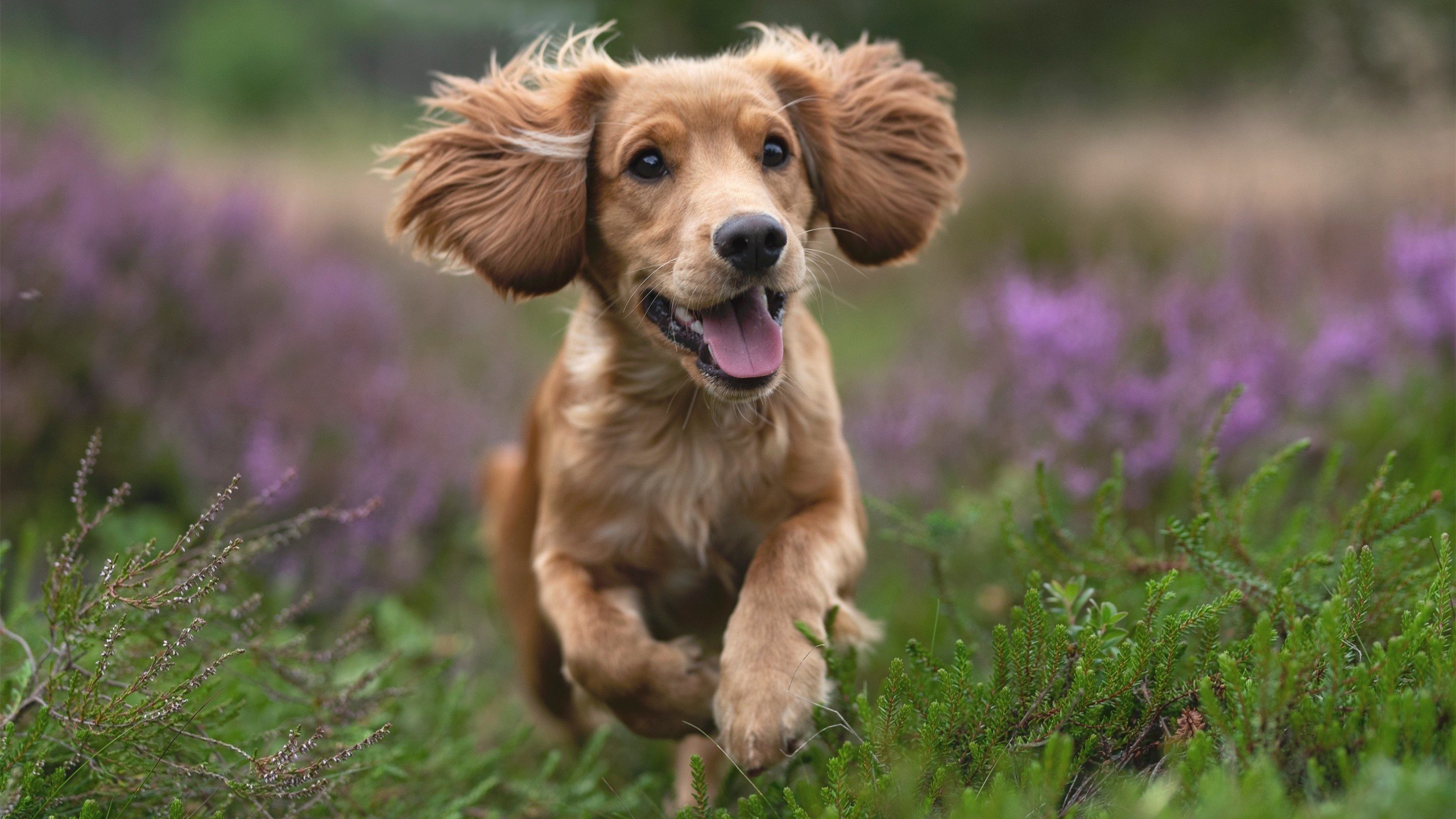 独舞,当哈弗茨在尤文与葡萄牙的缝隙中踢出个人主义美学