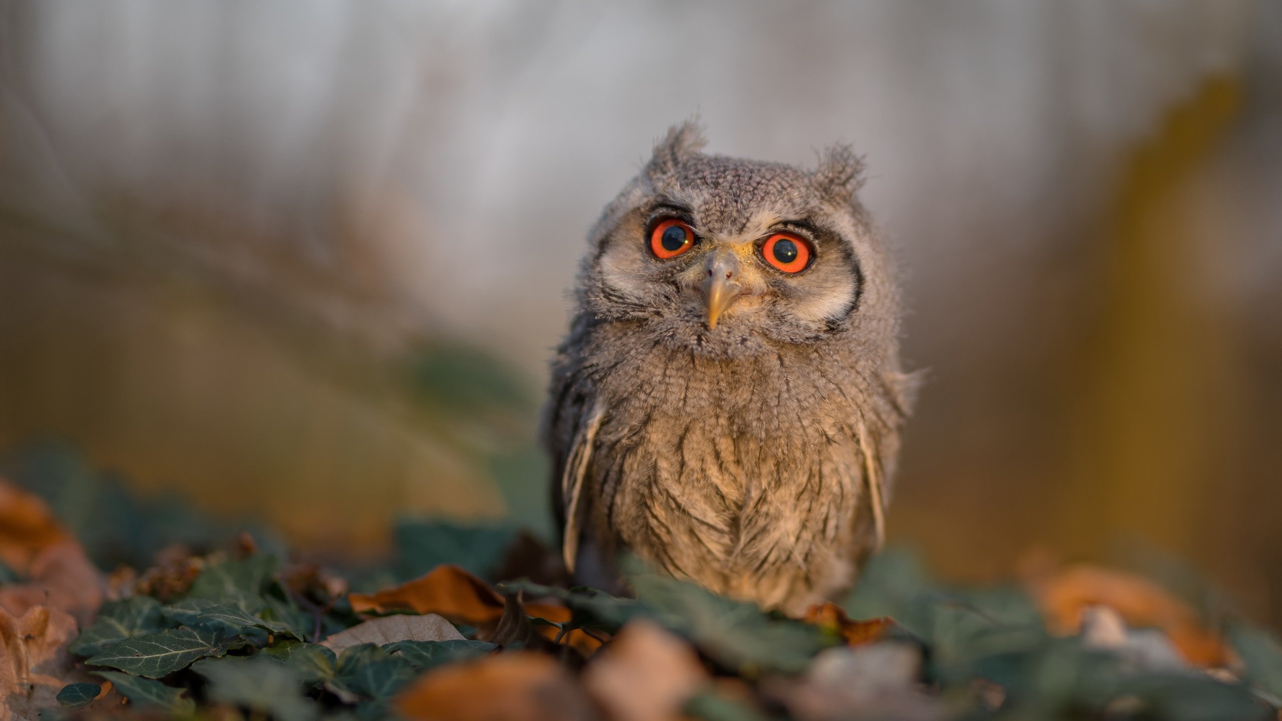 静默霹雳,当伦纳德在轰鸣中为雷霆裁决胜负