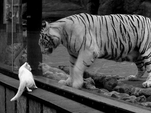 战术棋盘上的致命一击,开拓者精密布局压制雷霆,杰伦·格林临危受命化身胜负手