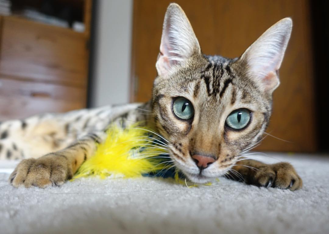 当浓眉站上欧冠点球点，一场平行宇宙的跨界风暴