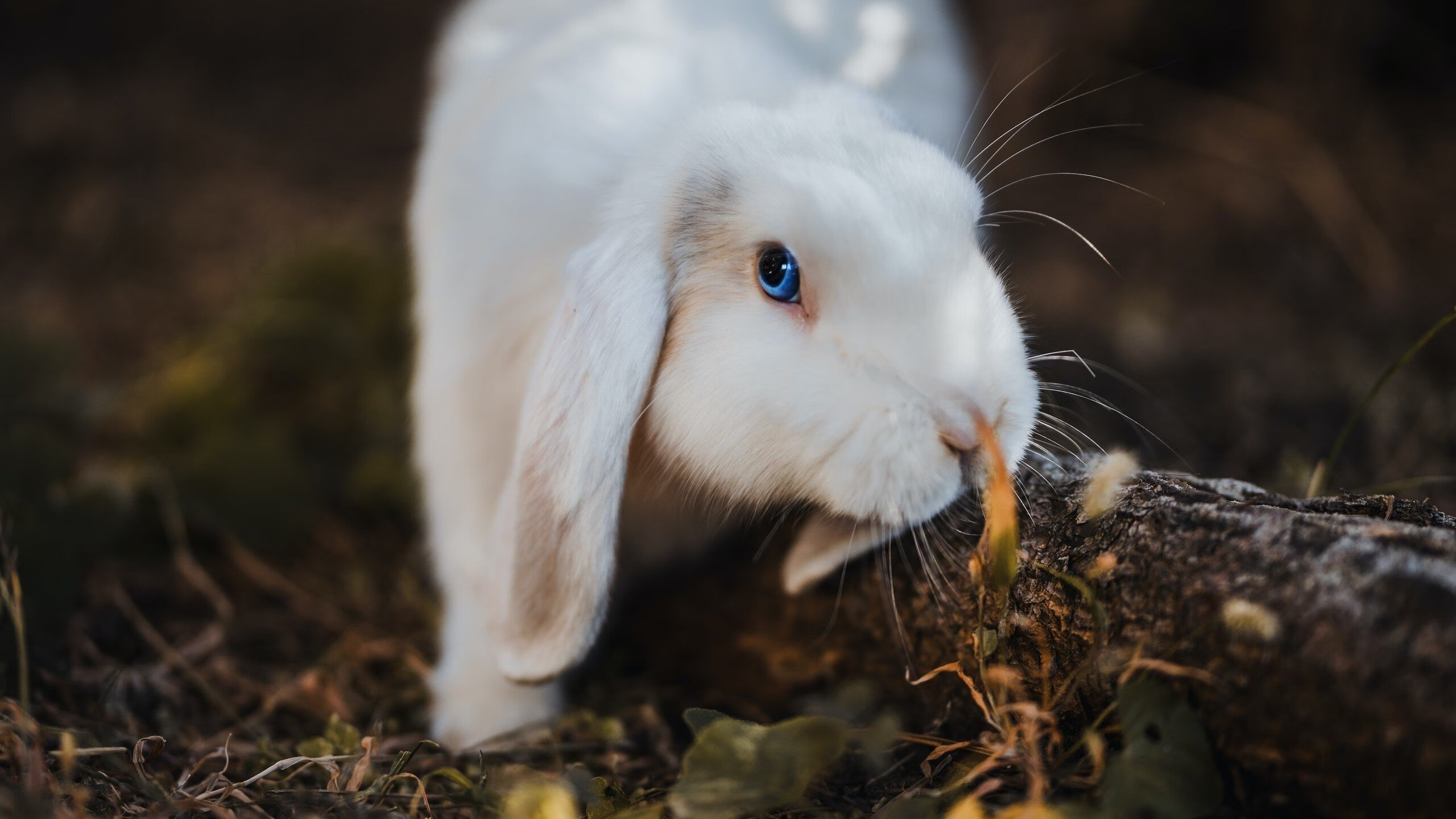 哨响之前,德罗赞在世界排名争夺战之夜的最后一次呼吸
