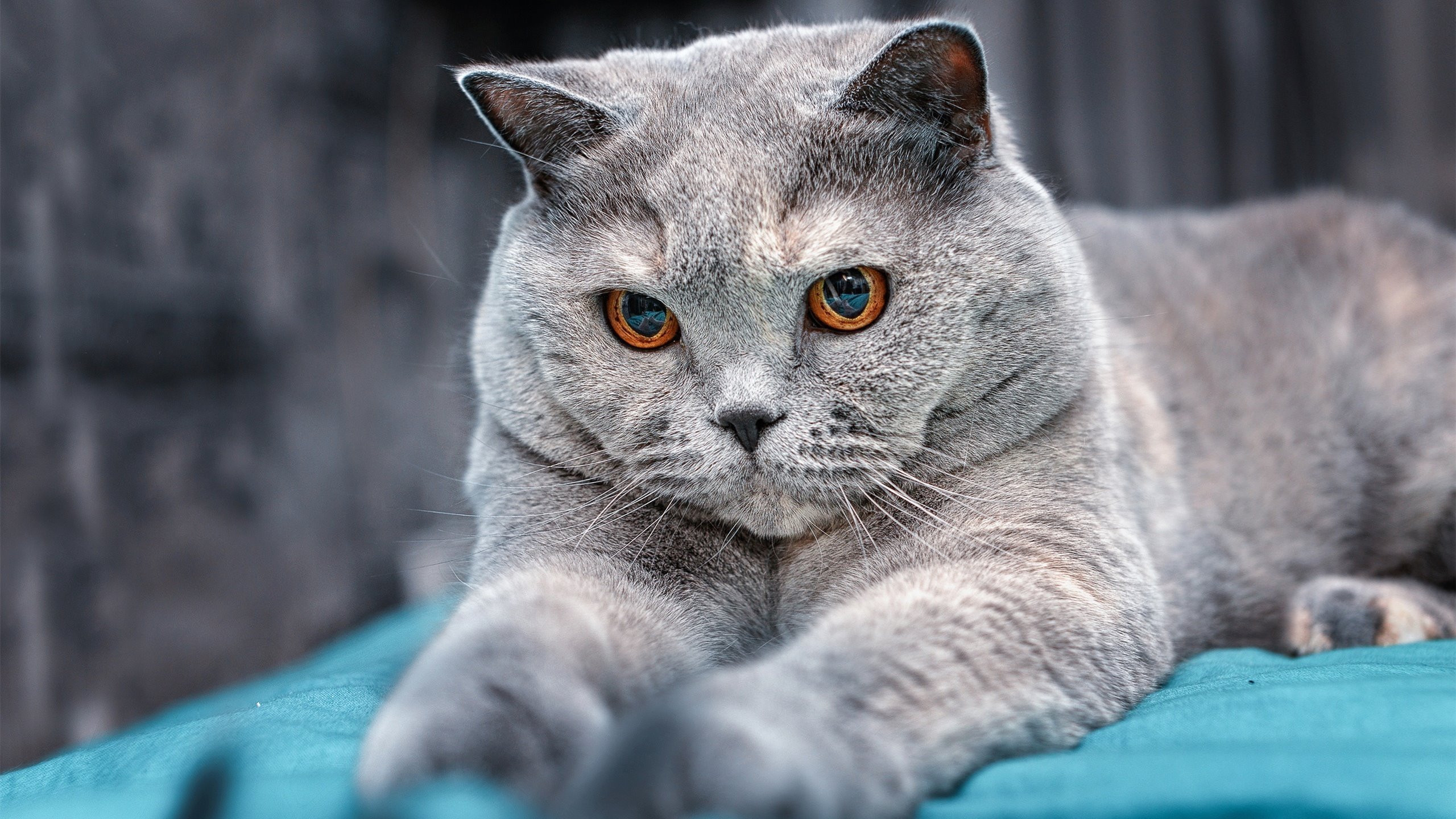 错位之战,武切维奇客场领航,步行者爆冷击沉独行侠背后的唯一性证明