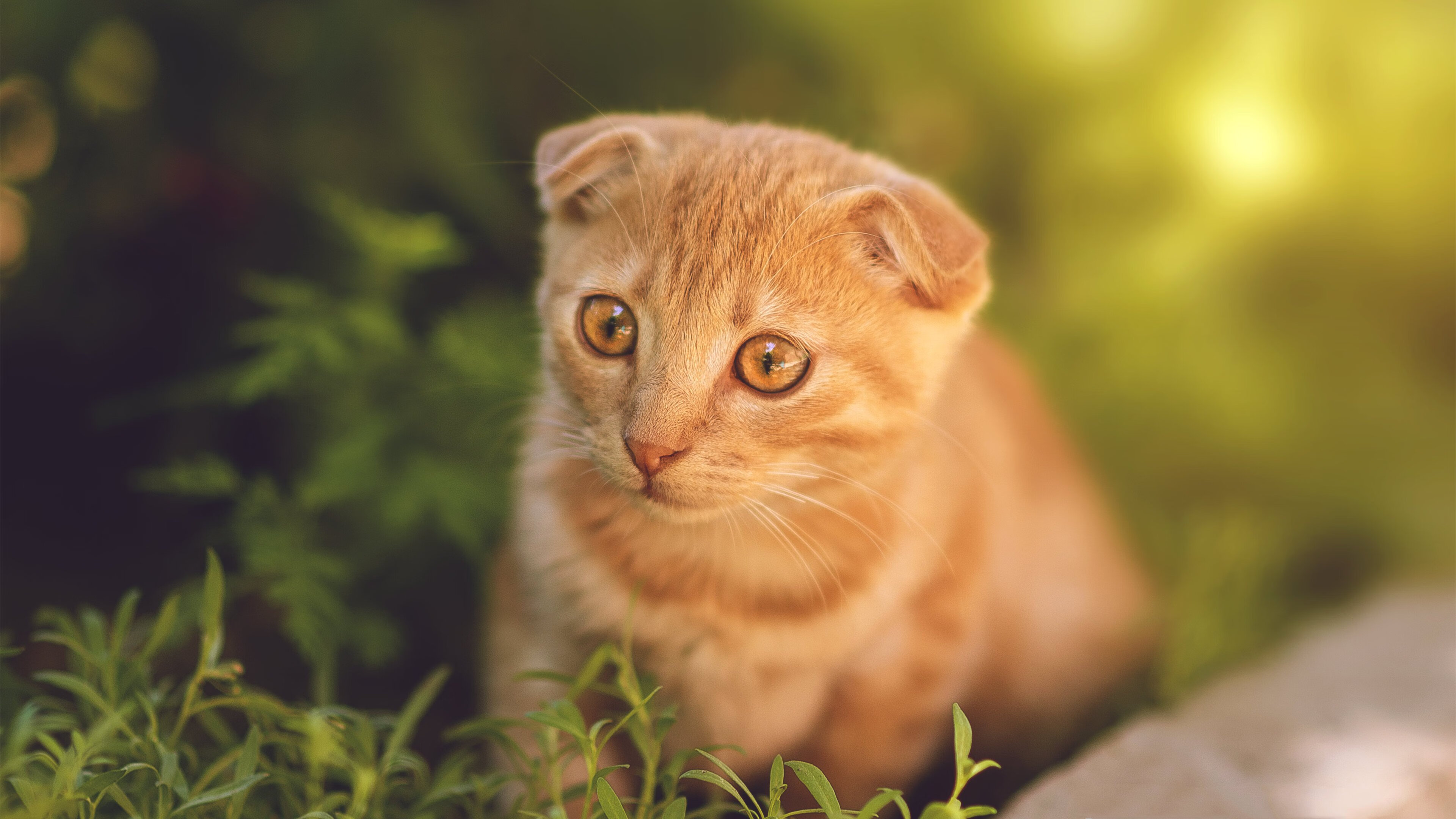 防线上的哲学家，范戴克一锤定音背后的防守艺术