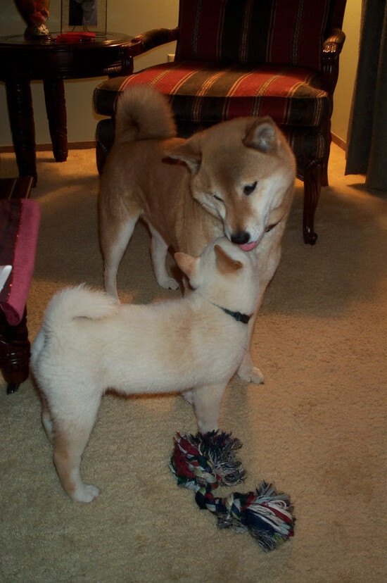 铁幕与樱花，三笘薰的救赎撕裂黄色潜水艇的封锁线