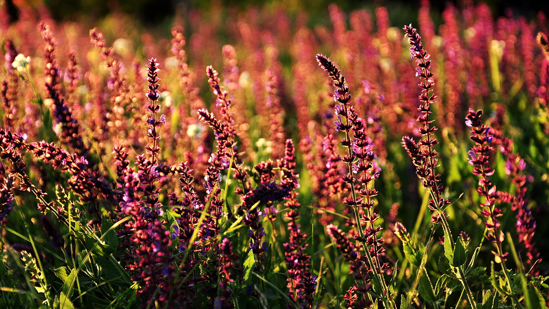 唯一性的绽放，阿尔瓦雷斯在卡塔尔对阵西班牙的舞台上，越重大越璀璨