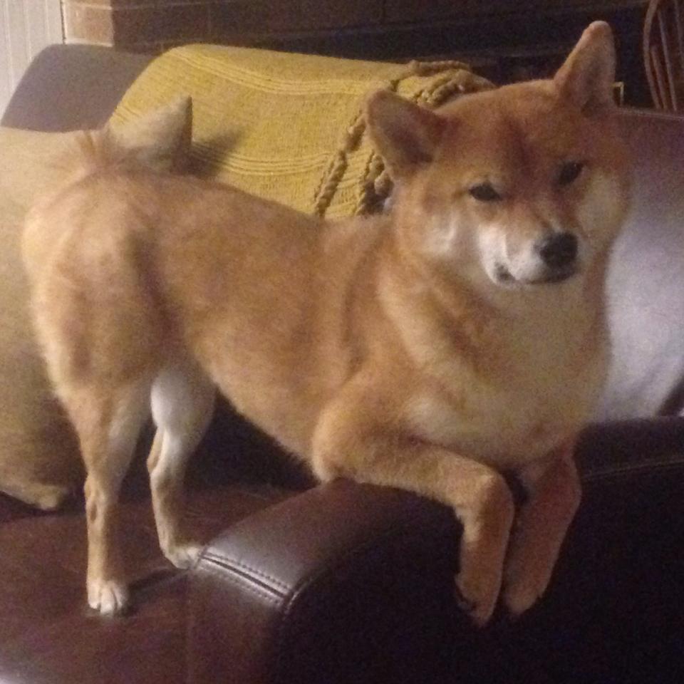 跨界风暴,当魔术险胜点燃奥兰多,锡安却在F1赛道上接管了巴林