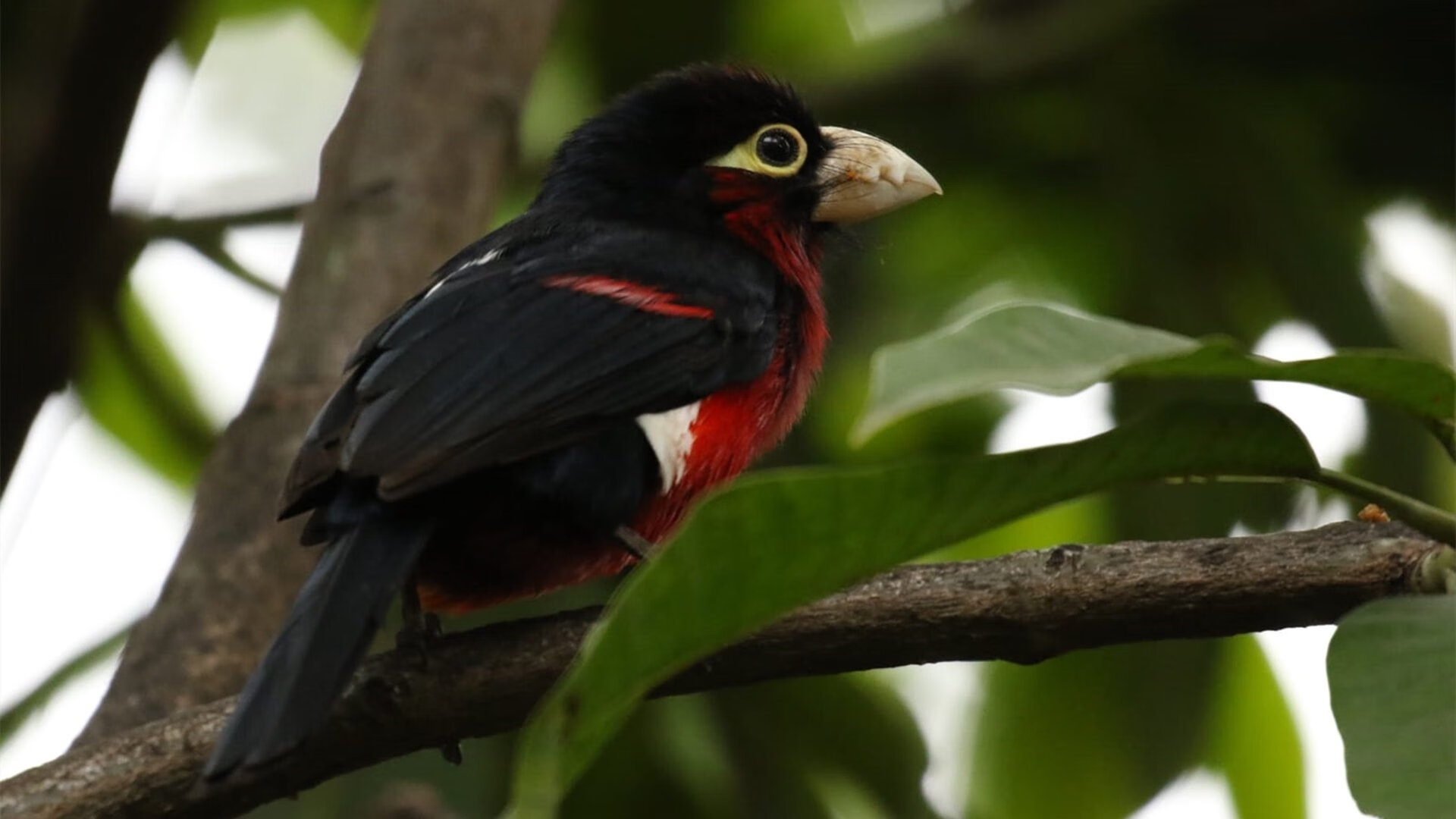 铁腕节奏，布伦森关键球背后，活塞如何肢解火箭的变速引擎
